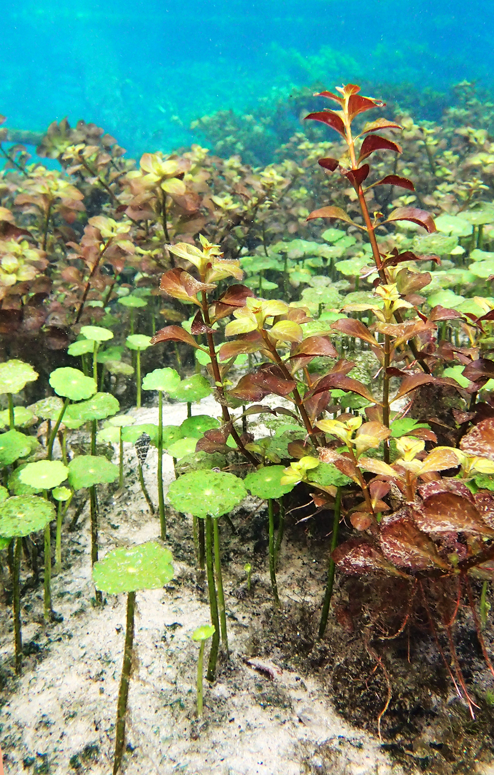 Aquatic Macrophytes in Ichetucknee Springs.