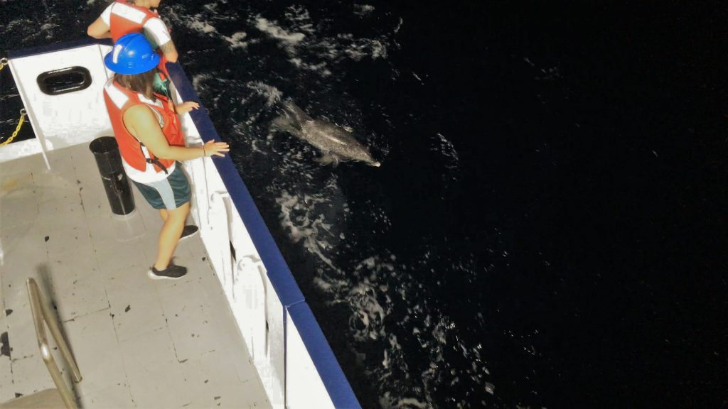 An Atlantic spotted dolphin surfacing along the port quarter of the R/V Hogarth.