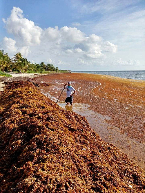 Too much Sargassum can present challenges for marine life and particularly becomes a problem when it collects along coastlines and rots, as shown here in Cancun in 2015. Credit: Michael Owen
