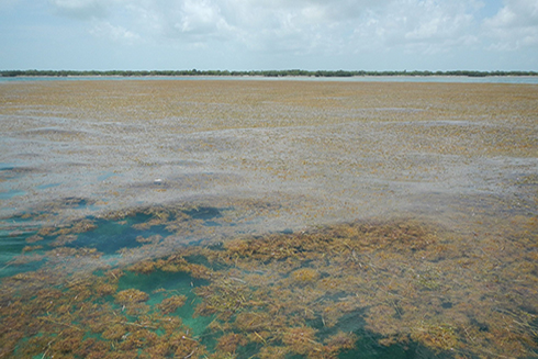 Sargassum piles up around Munson Island, Florida Keys. Credit: Brian Lapointe