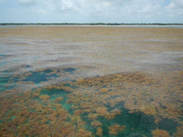 Sargassum piles up around Munson Island, Florida Keys. Credit: Brian Lapointe