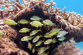 Biodiversity is key for Earth’s ecosystems — on land and in the oceans. Credit: Daryl Duda/NOAA 