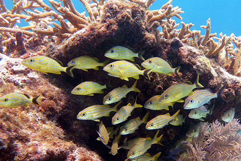 Biodiversity fish reef