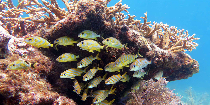 Biodiversity fish reef