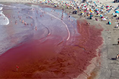 Scientists say they’ve made a discovery that could help forecast the blood-colored red tide events, The algae blooms can be both harmful and expensive to deal with (AFP via Getty Images)
