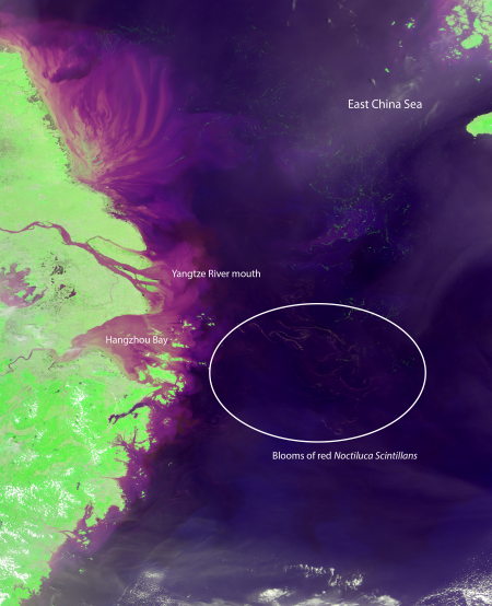 A satellite image of the East China Sea, taken by NASA’s MODIS instrument, showing blooms of red Noctiluca scintillans east of Hangzhou Bay. Credit: NASA/University of South Florida optical oceanography lab.