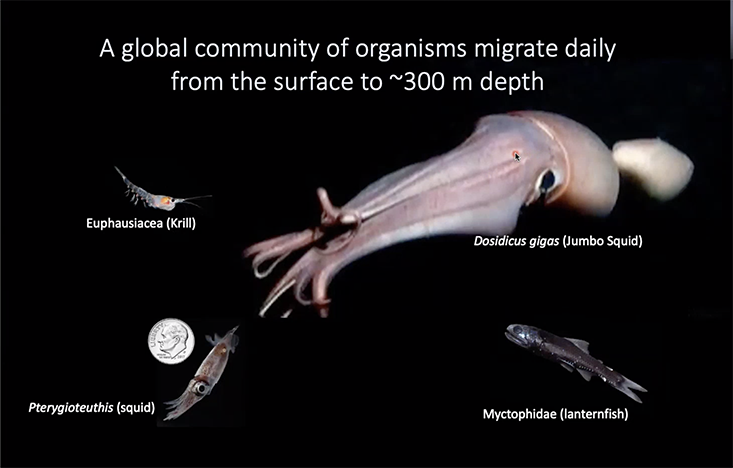 Tradeoff between vertical and latitudinal habitat in diel vertical migrators