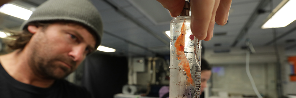 Brad Seibel onboard a ship and placing a shrimp in a respirometry chamber. Credit Stephani Gordon, Open Boat Films.  
