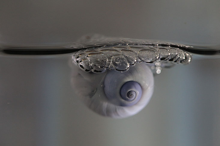 Bubble snail (Janthina janthina)" Photo credit is "S. Gordon/Open Boat Films.