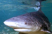 Researchers will tag bull sharks such as this one and place receivers across area waterways. When the sharks swim past these receivers, their tags will emit a radio signal letting the receiver collect long-term information about individual sharks’ habits.  Photos courtesy of Wikimedia / Creative Commons