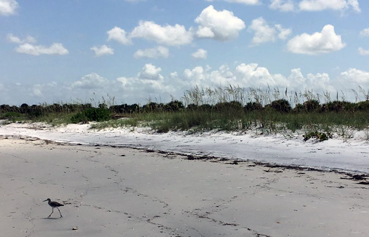The trip to Caladesi Island is the final field trip of OCG, and focuses on physical coastal processes and beach ecology, especially the beach sand dunes.