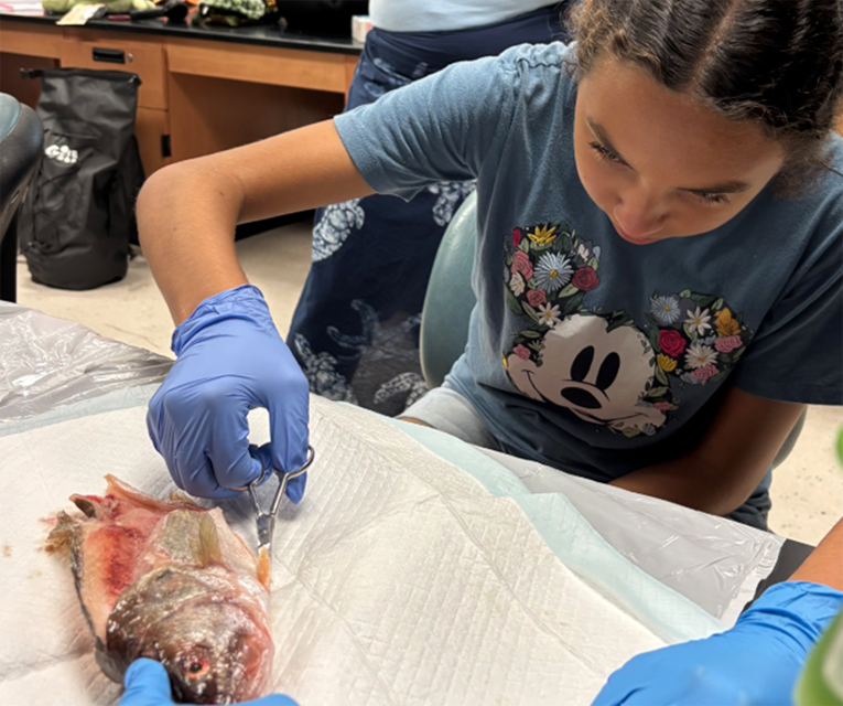 Camper Laila dissects a fish as part of the fish ecology lab.