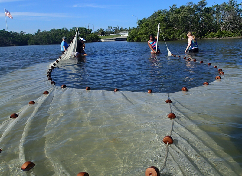 Campers pull the seine net by the mangroves at Ft De Soto.