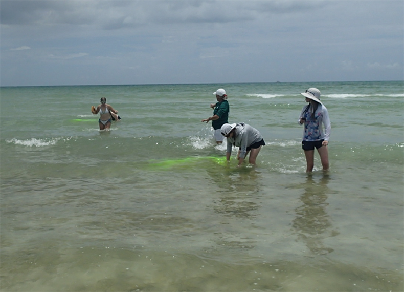 Campers release fluorescent dye into the water at Honeymoon Island to visualize the various currents present close to shore.