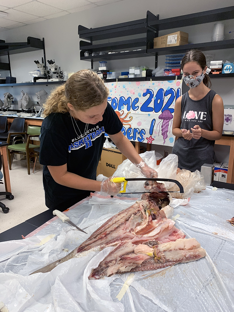 Camper Madeleine saws into a Redfish as Sara observes so they can look at its internal anatomy. 