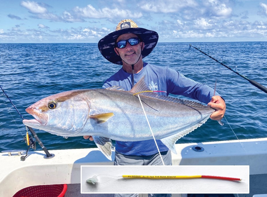 Captain Brett Falterman of Fish Research Support displays a conventionally-tagged greater amberjack before releasing the fish off the coast of Louisiana. Photo insert: Each of the small, colorful conventional tags will display a unique five-digit number and a telephone number to call to claim a $250 reward. (Photos courtesy of Dr. Michael Dance, Louisiana State University and Dr. Marcus Drymon, Mississippi State University.)