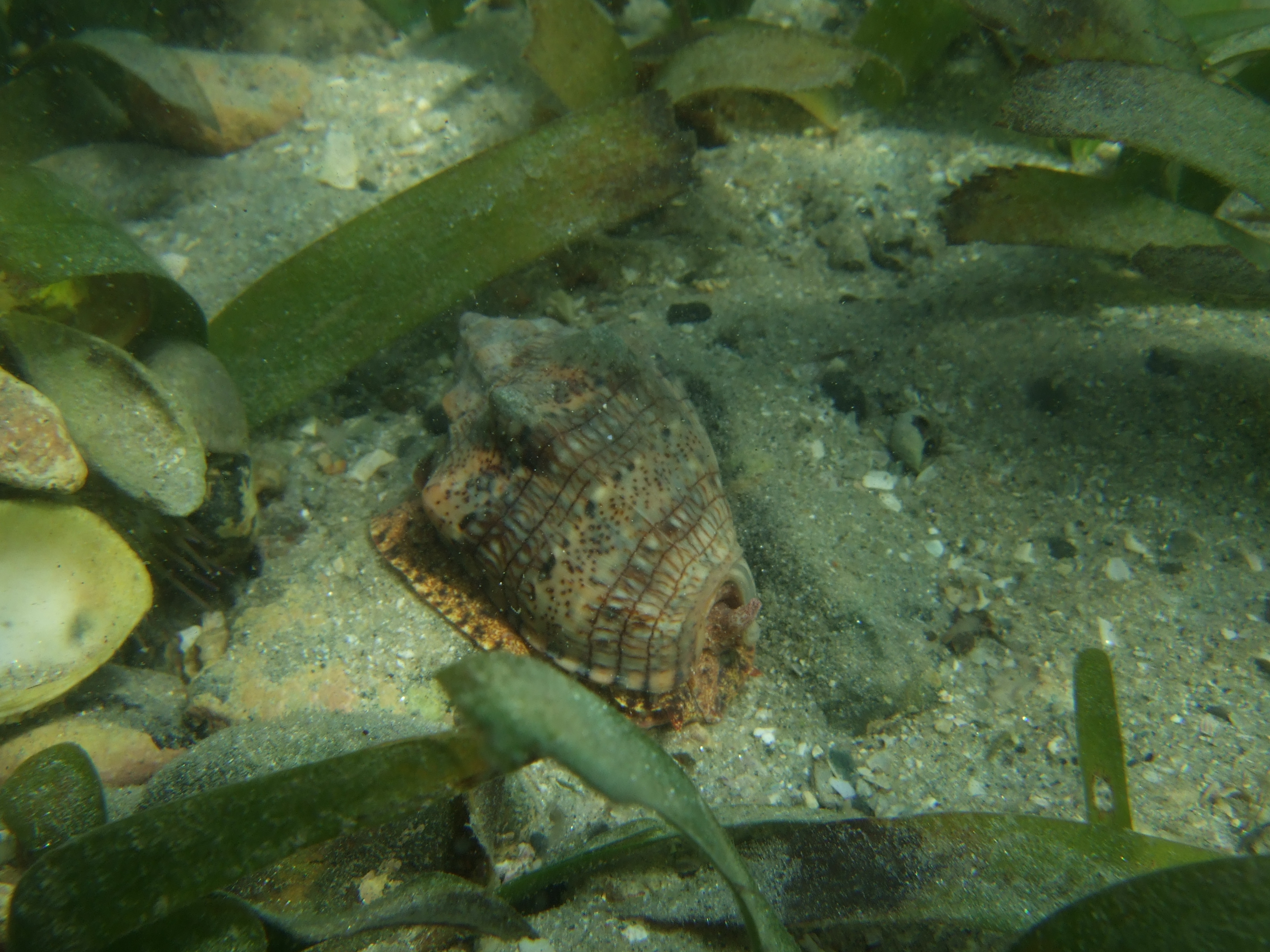 The Caribbean snail Voluta musica, that influenced Peralta Brichtova’s interest in seagrass ecosystems.
