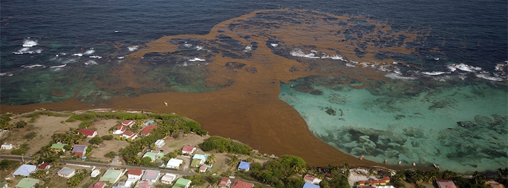 The catalyst for the Great Atlantic Sargassum Belt that has inundated the Caribbean since 2011 is being attributed to changes in currents and suitable growing conditions. Image Credit: Jean-Philippe Maréchal.