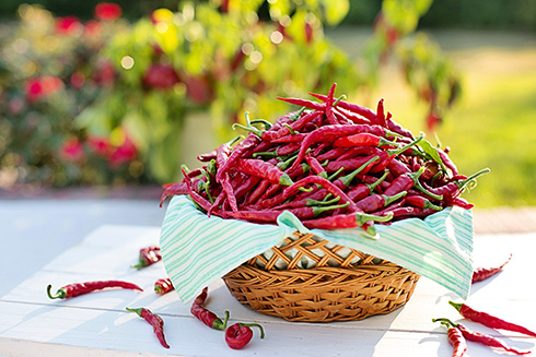 The most abundant virus in human feces is a pepper virus that eventually leaves our bodies after we’ve eaten peppers and pepper products, such as curries, hot sauces, and spices. Scientists at the USF College of Marine Science are excited about its potential to transform the way we monitor water quality.