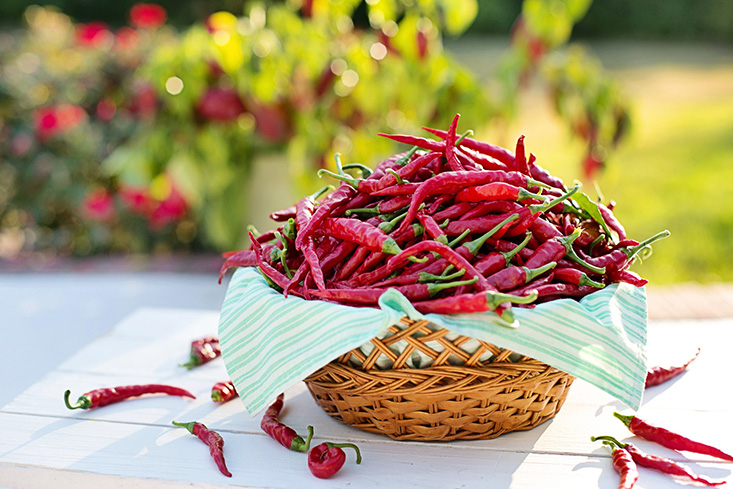 The most abundant virus in human feces is a pepper virus that eventually leaves our bodies after we’ve eaten peppers and pepper products, such as curries, hot sauces, and spices. Scientists at the USF College of Marine Science are excited about its potential to transform the way we monitor water quality. 