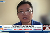 Record-breaking blooms of smelly sargassum seaweed are invading Florida beaches. FOX Weather Correspondent Brandy Campbell was in Dania Beach on July 23 and explains that even though the brown microalgae can be beneficial for marine life, it can become a mess after decomposing on the beach.