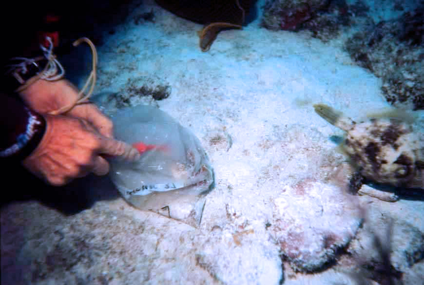 Pam collecting live foraminifera from reef rubble.