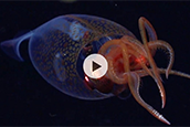 The colossal squid was found during an expedition in the south Atlantic Ocean