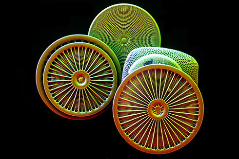 Coloured electron microscopy of diatoms, species Arachnoidiscus ZEISS EVO SEM www.zeiss.com/sem