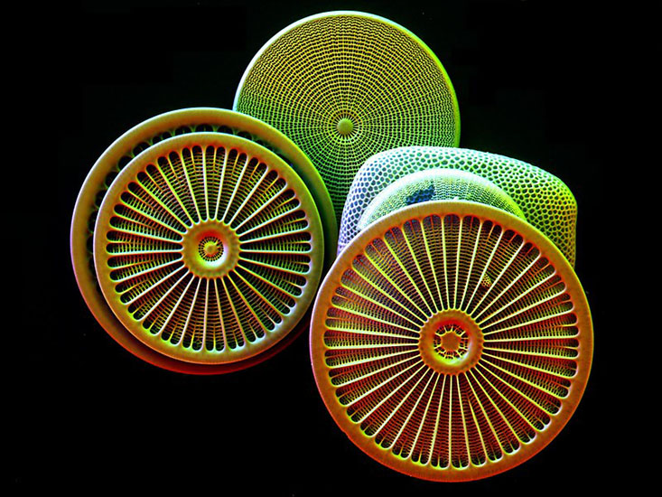 Coloured electron microscopy of diatoms, species Arachnoidiscus ZEISS EVO SEM www.zeiss.com/sem
