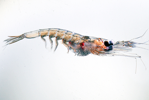 The crustacean krill is one of several types of species impacted by ocean deoxygenation. Krill is important to the diets of fishes, squids and whales. Photo Credit: Stephani Gordon, Open Boat Films.
