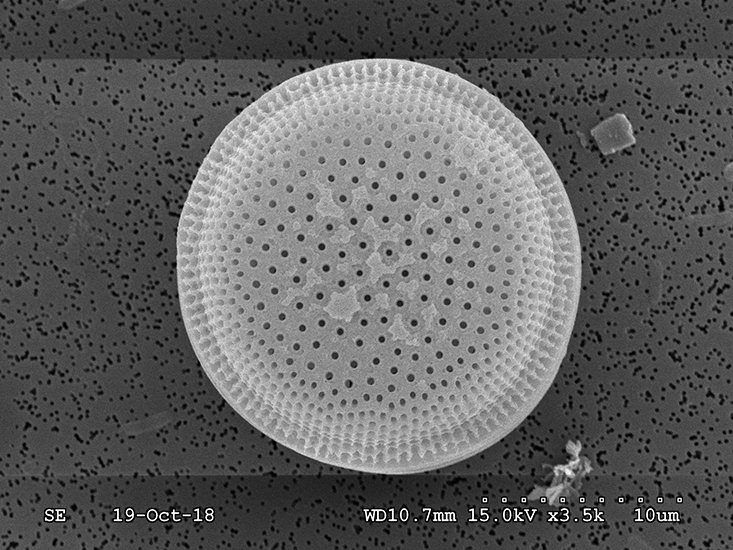 The team observed the phytoplankton cultures using a scanning electron microscope. Diatoms such as the one shown here were among those phytoplankton that were easiest to see because they have cell walls made of silica glass that preserve well for microscopy. (Credit: Tony Greco, USF CMS)