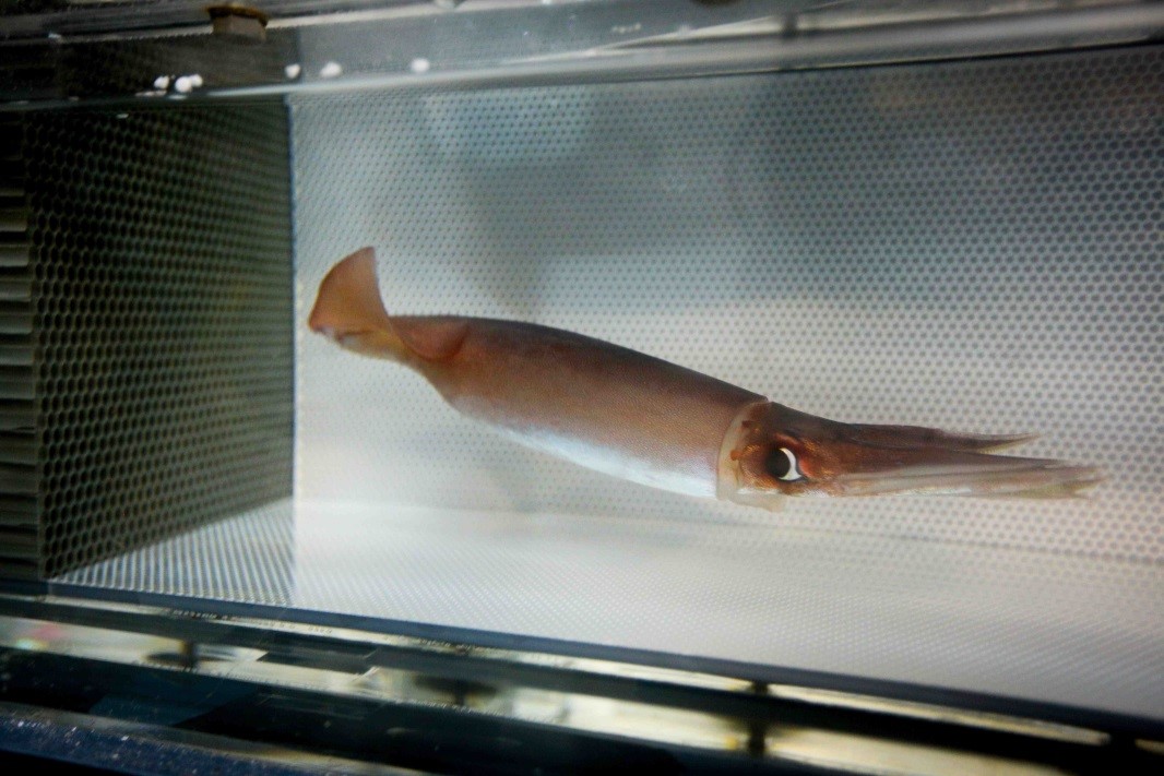 Dosidicus gigas swims in a flow tunnel. Photo Credit: Stephani Gordon, Open Boat Films.