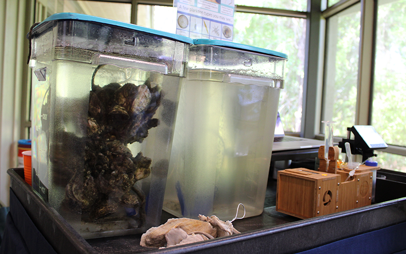 An educational display demonstrating how oysters filter and clean water. The tank containing live oysters has clearer water than the tank without oysters. PHOTO CREDIT: Jess Van Vaerenbergh.