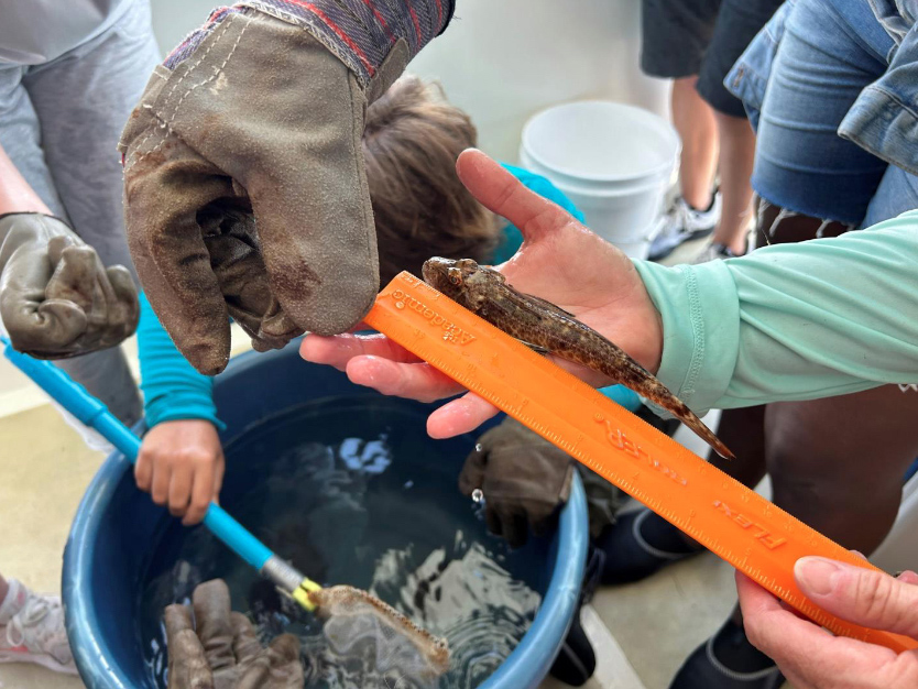 Fish being measured
