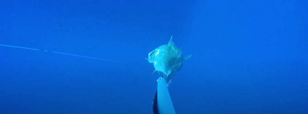 VIDEO ABOVE: The science is clear: In this study, fish that were recompressed to at least 60 feet were twice as likely to survive than those that were vented. This video shows a red grouper safely returned to deeper water.
