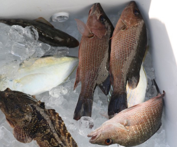 Fishes sampled off Port Manatee on April 7. These will be processed back in the lab to help understand the impact of the discharge on fish health.
