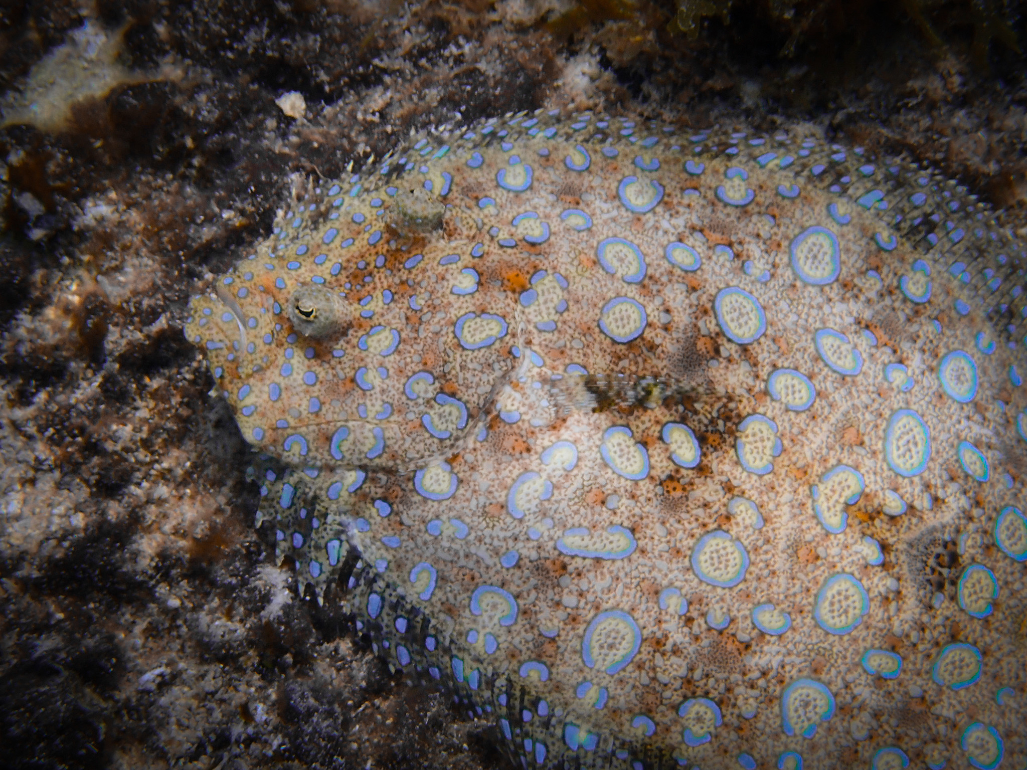 Professor Brad Seibel examined hundreds of measurements from dozens of species of flatfish, looking at their metabolic rates across various body sizes and temperatures. Credit: Ocean Image Bank / Nico Marin 