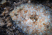 Professor Brad Seibel examined hundreds of measurements from dozens of species of flatfish, looking at their metabolic rates across various body sizes and temperatures. Credit: Ocean Image Bank / Nico Marin 