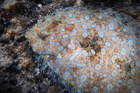 Professor Brad Seibel examined hundreds of measurements from dozens of species of flatfish, looking at their metabolic rates across various body sizes and temperatures. Credit: Ocean Image Bank / Nico Marin 