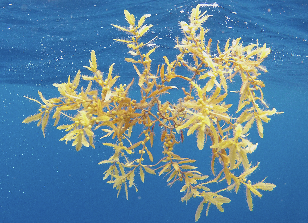 Sea Education Association's SSV Corwith Cramer passes a clump of Sargassum natans var. natans 