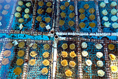 Florida corals in temperature-controlled seawater tables at Keys Marine Laboratory after being rescued from hot waters in 2023.
