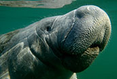 FL - For manatees on Florida's west coast, red tide is a complicated, deadly nemesis