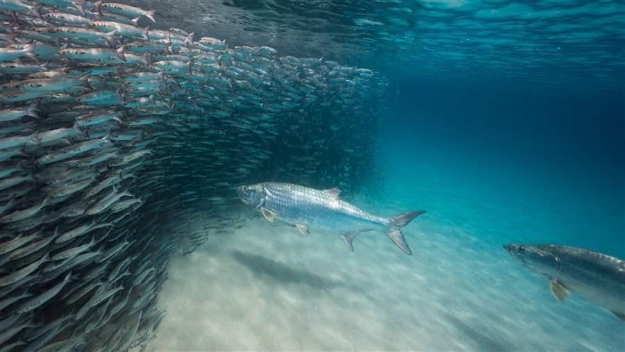 Forage fishes, or bait fish, are unsung heroes of the Gulf coast ecosystem. Many of these species have been overlooked by fisheries scientists and managers until fairly recently. Credit: Paul Dabill (pewtrusts.org)