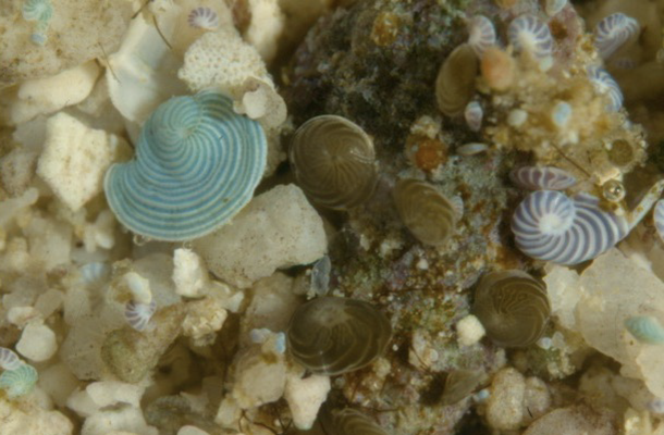 Foraminifera are microscopic single-celled organisms that can be used to assess the health of the oceans they inhabit. 