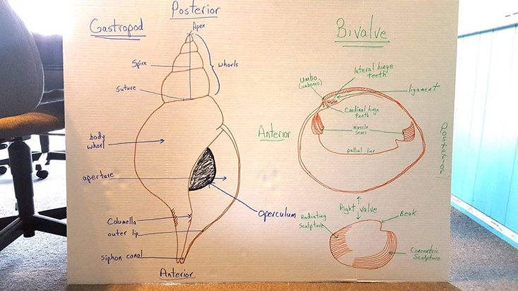 Learning about gastropod and bivalve anatomy