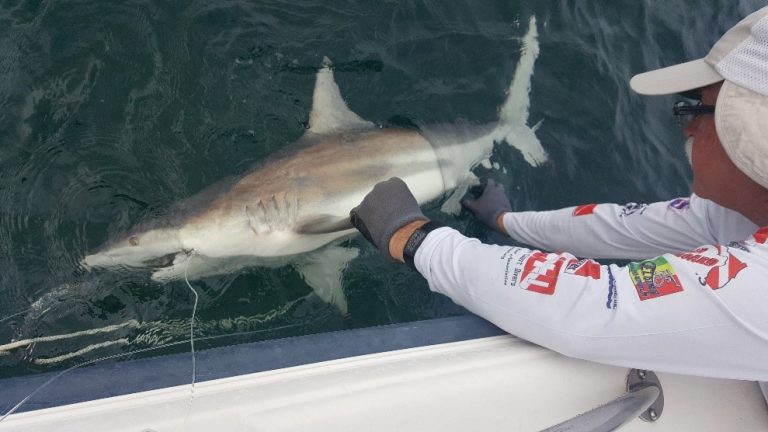 Glenn Parsons examining a blacktip shark. Photo credit: Parsons’ lab