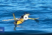A glider, launched by researchers at the The USF College of Marine Science, gathering data in the Gulf of Mexico.