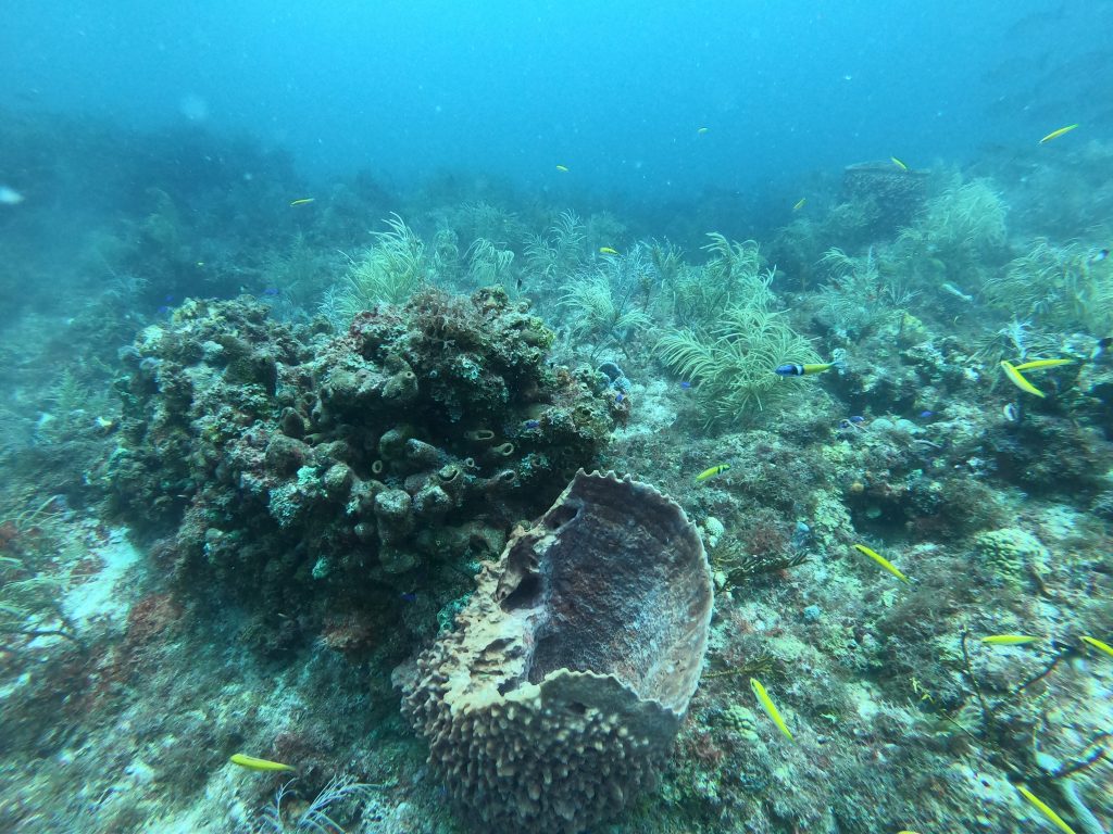 A glimpe of the spectacular life found on Tortugas Bank in the Dry Tortugas National Park.