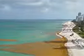 Globs of seaweed wash ashore Miami Beach ahead of sargassum season.  (@tonedrone via Storyful / FOX Weather)
