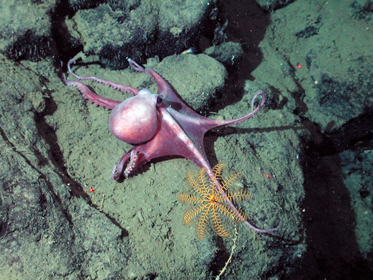 An octopus (Graneledone boreopacifica) at 1,973 meters water depth on Davidson Seamount, Monterey Bay National Marine Sanctuary. Credit: NOAA/MBARI